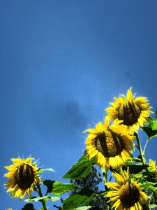 IMG_2876