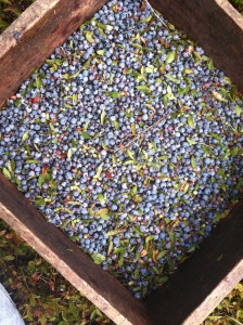 blueberries+1